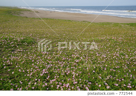 Hamahirugao large community (on the beachfront of the Pacific Ocean) 772544