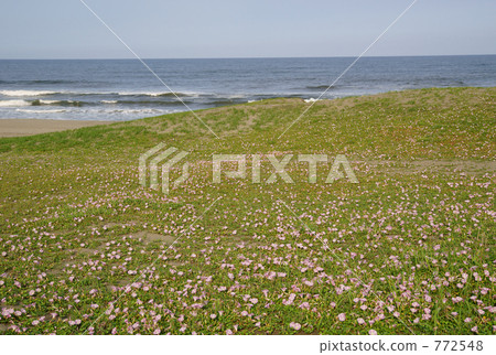 Hamahirugao large community (on the beachfront of the Pacific Ocean) Hamahirugao large community (on the beachfront of the Pacific Ocean) 772548