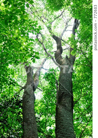 Big tree of Yamazakura Big tree of Yamazakura 772683