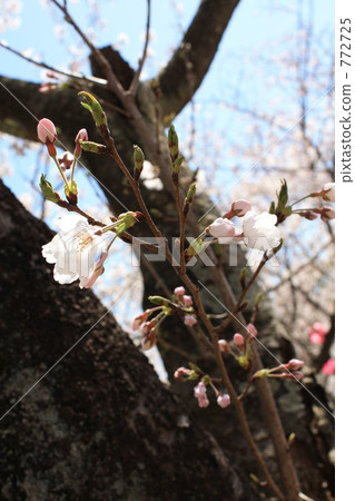 Flowering declaration 772725