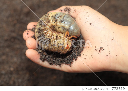 Beetle larvae Beetle larvae 772729
