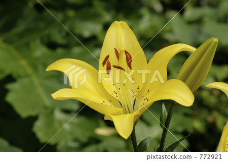 Yellow lily flowers 772921