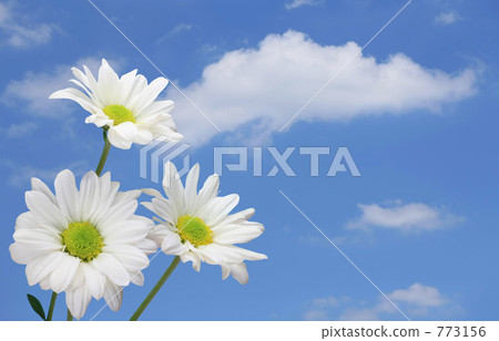 花和藍天 773156
