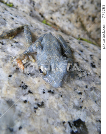 green frog, frog, frogs 773265