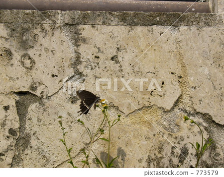 ryukyu limestone, Ryukyu, ageha butterfly 773579