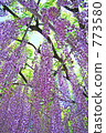 Ashikaga Flower Park 773580