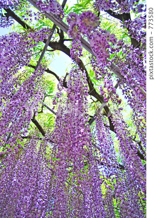 Ashikaga Flower Park Ashikaga Flower Park 773580