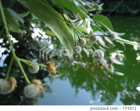 身體強壯的樹種 773972