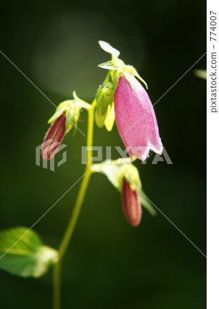 螢火蟲刷 螢火蟲刷 774007