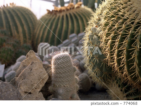 Cactus burning Cactus burning 774068