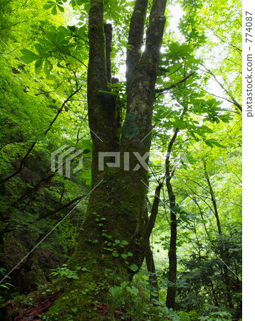Tortiny in the forest 774087