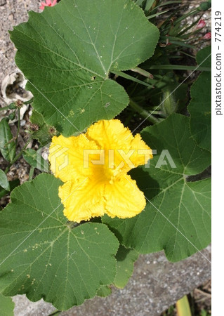 pumpkin flower, squash flowers, bloom 774219