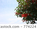 indian coral tree, Broad Leafed Shrubbery, lespedeza bicolor 774224
