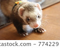 sable, ferret, indoor 774229