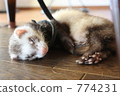ferret, sable, animal 774231