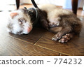 sable, ferret, indoor 774232