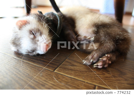 sable, ferret, indoor 774232