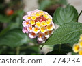 vervain family of plants, Lantana camara, green leaf 774234