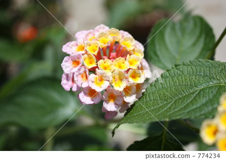 vervain family of plants, Lantana camara, green leaf 774234