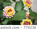 Lantana camara, lantana, bloom 774236