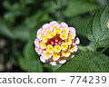 lantana, various changes, green leaf 774239