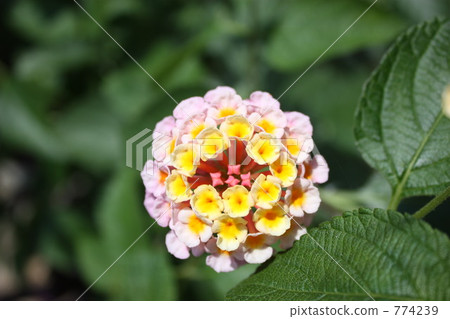 馬纓丹 各種變更 綠葉 774239