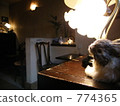 Lamps and rabbits 774365