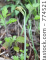 蕨菜 774521