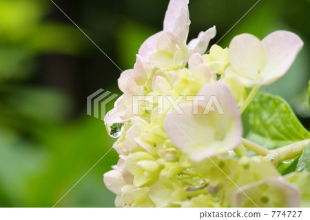 Hydrangea after the rain Hydrangea after the rain 774727