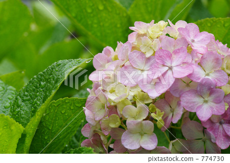 Hydrangea after the rain Hydrangea after the rain 774730