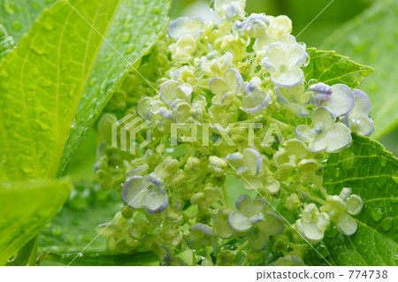 Hydrangea after the rain Hydrangea after the rain 774738