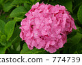 Hydrangea after the rain 774739