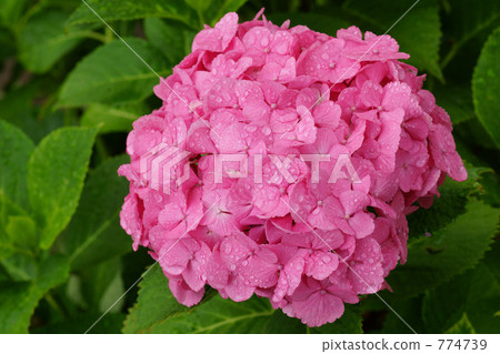Hydrangea after the rain Hydrangea after the rain 774739