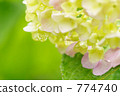 Hydrangea after the rain 774740