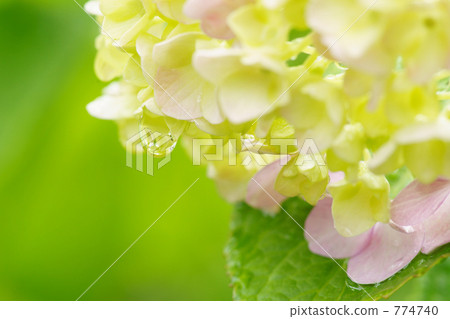 雨後的繡球花 雨後的繡球花 774740