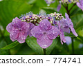 Hydrangea after the rain 774741