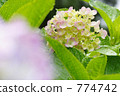 Hydrangea after the rain 774742