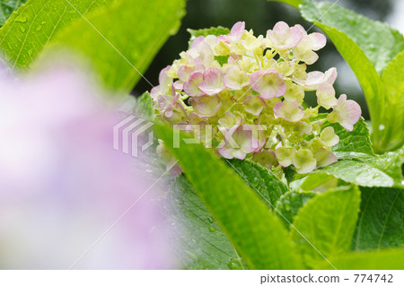 Hydrangea after the rain Hydrangea after the rain 774742