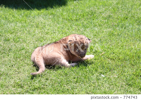 Lion's baby Lion's baby 774743