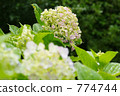 Hydrangea after the rain 774744