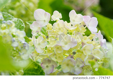 Hydrangea after the rain 774747