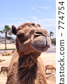 Camel 774754