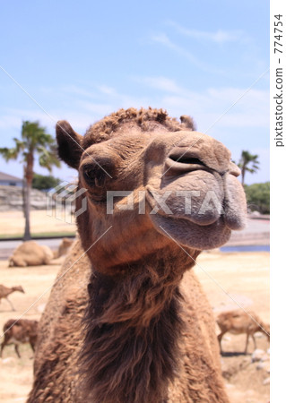 Camel 774754