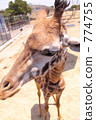 Giraffe  774755
