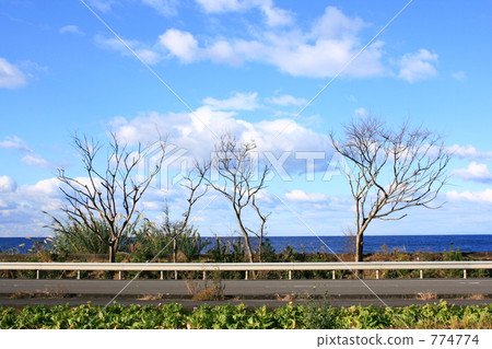 沿海街道和木樹 774774