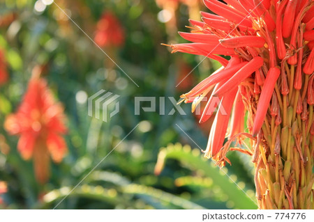 蘆薈花 蘆薈花 774776