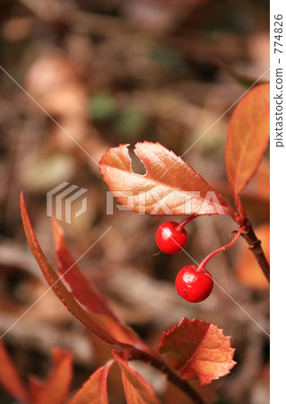 Yabukoji水果 774826