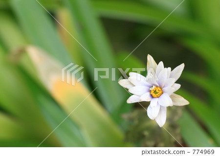 雪嗓子花 774969