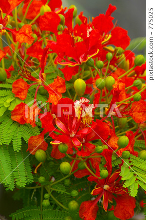delonix regium, flamboyant, royal poinciana 775025