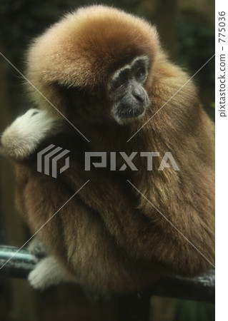 White gibbon 775036